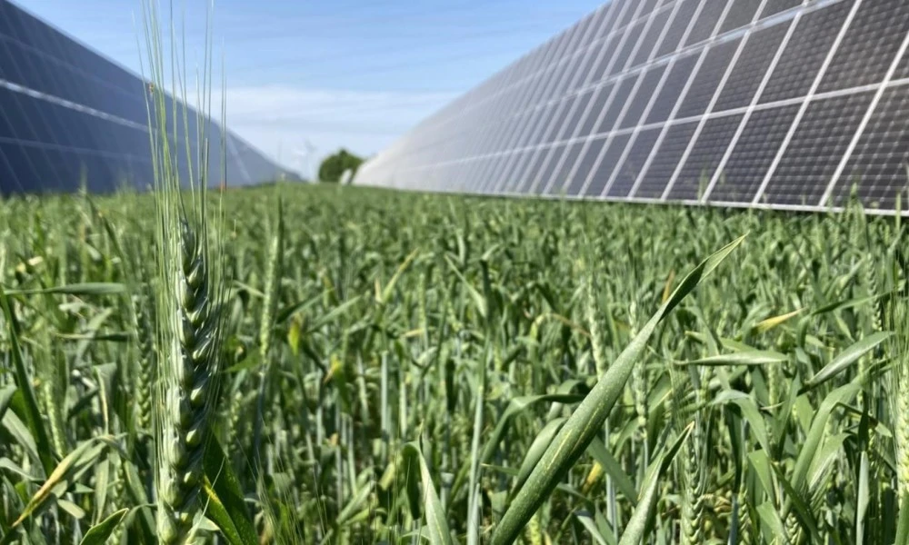 2023: Wintergetreide am Sonnenfeld Bruck/Leitha