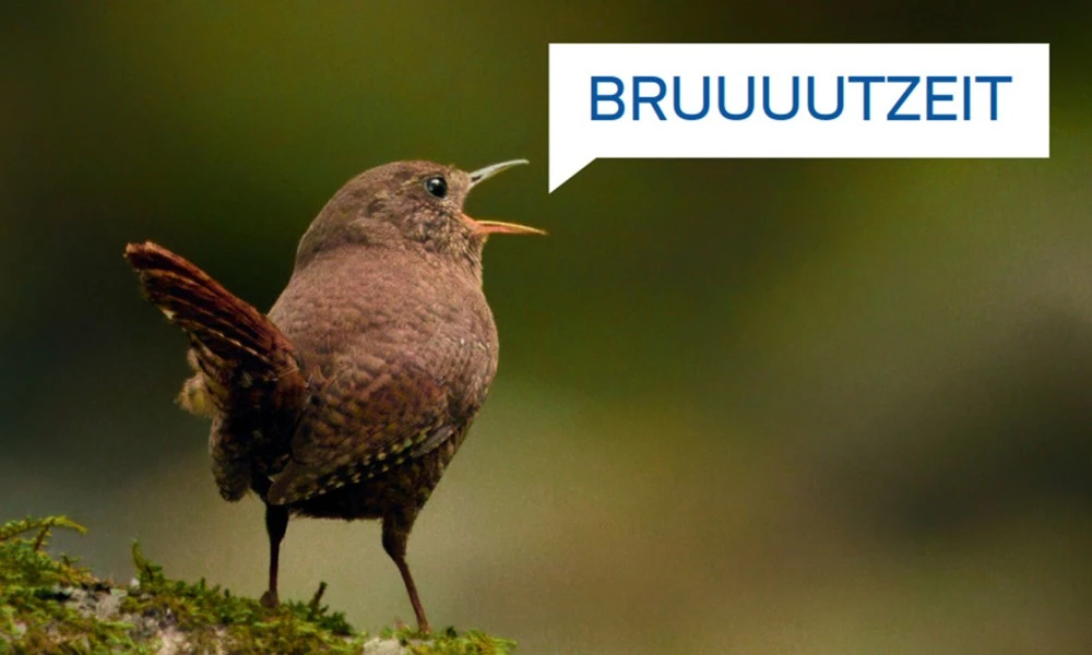 EWS Biolog:innen wissen, mit welchen natur- und projektverträglichen Maßnahmen die spezifischen Vogelarten geschützt werden.