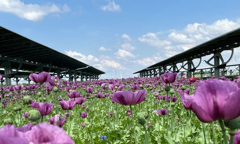 Mohnblüte am EWS Sonnenfeld Bruck/Leitha