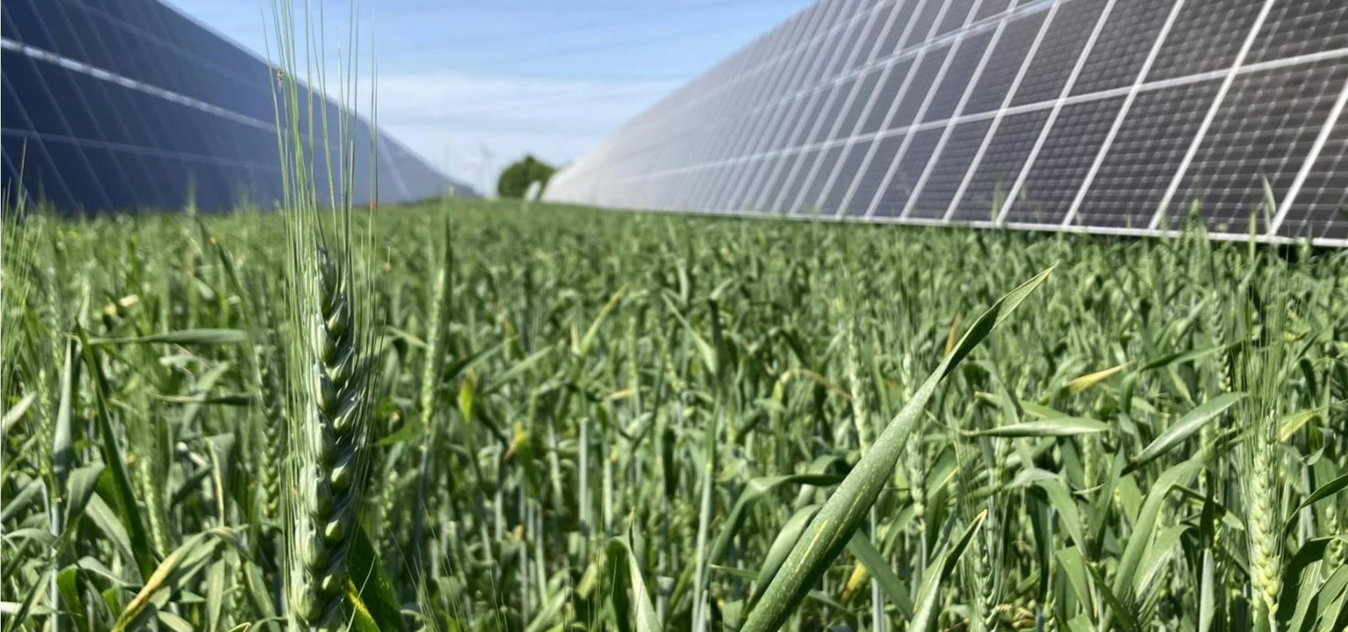 2023: Wintergetreide am Sonnenfeld Bruck/Leitha