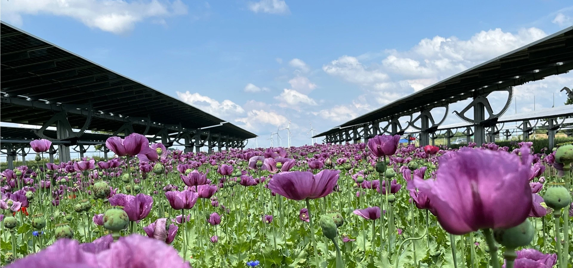 Mohnblüte am EWS Sonnenfeld Bruck/Leitha