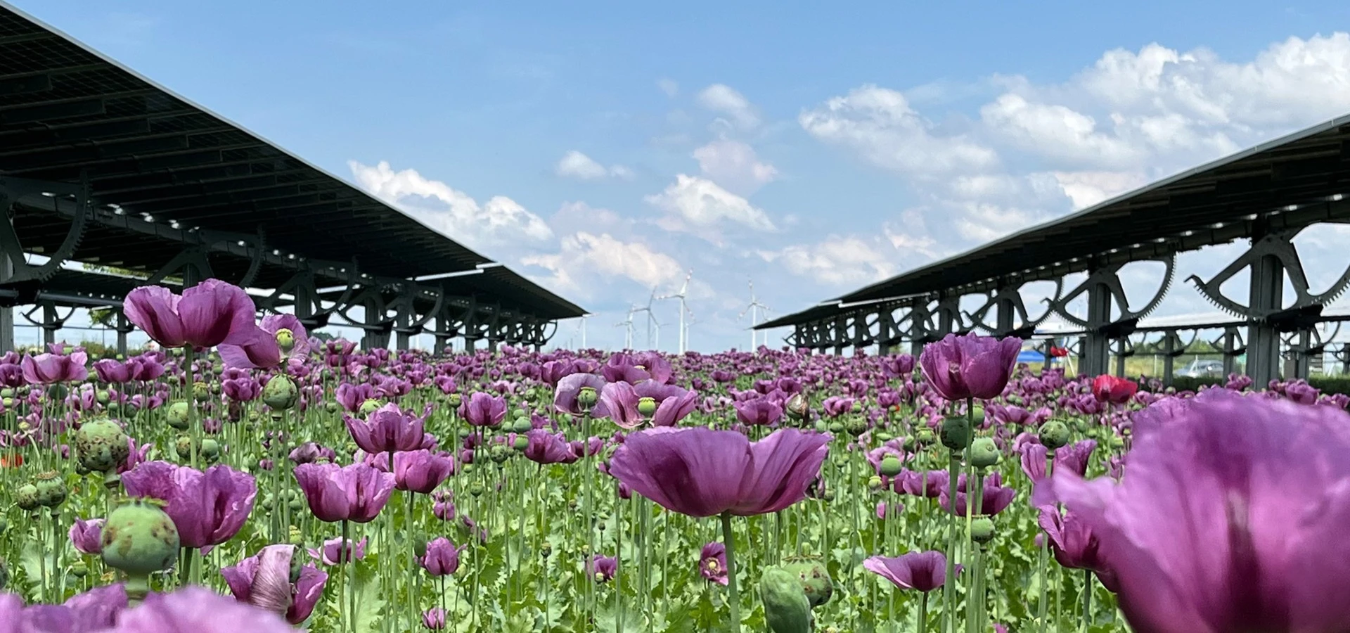 EWS Sonnenfeld Bruck/Leitha (NÖ)