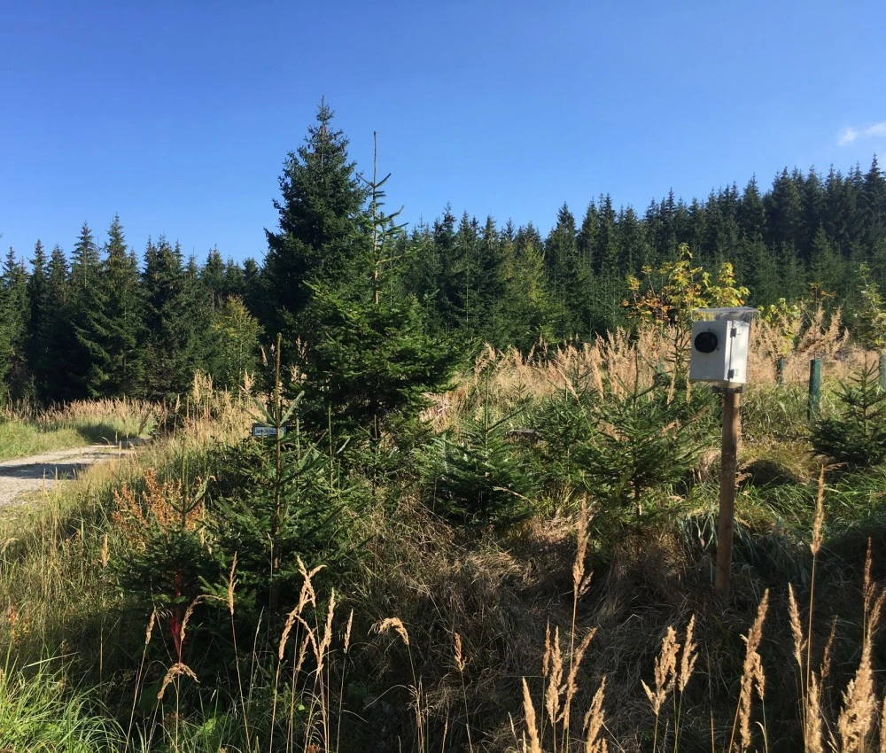 Windpark Lavamünd Fledermauserhebungen