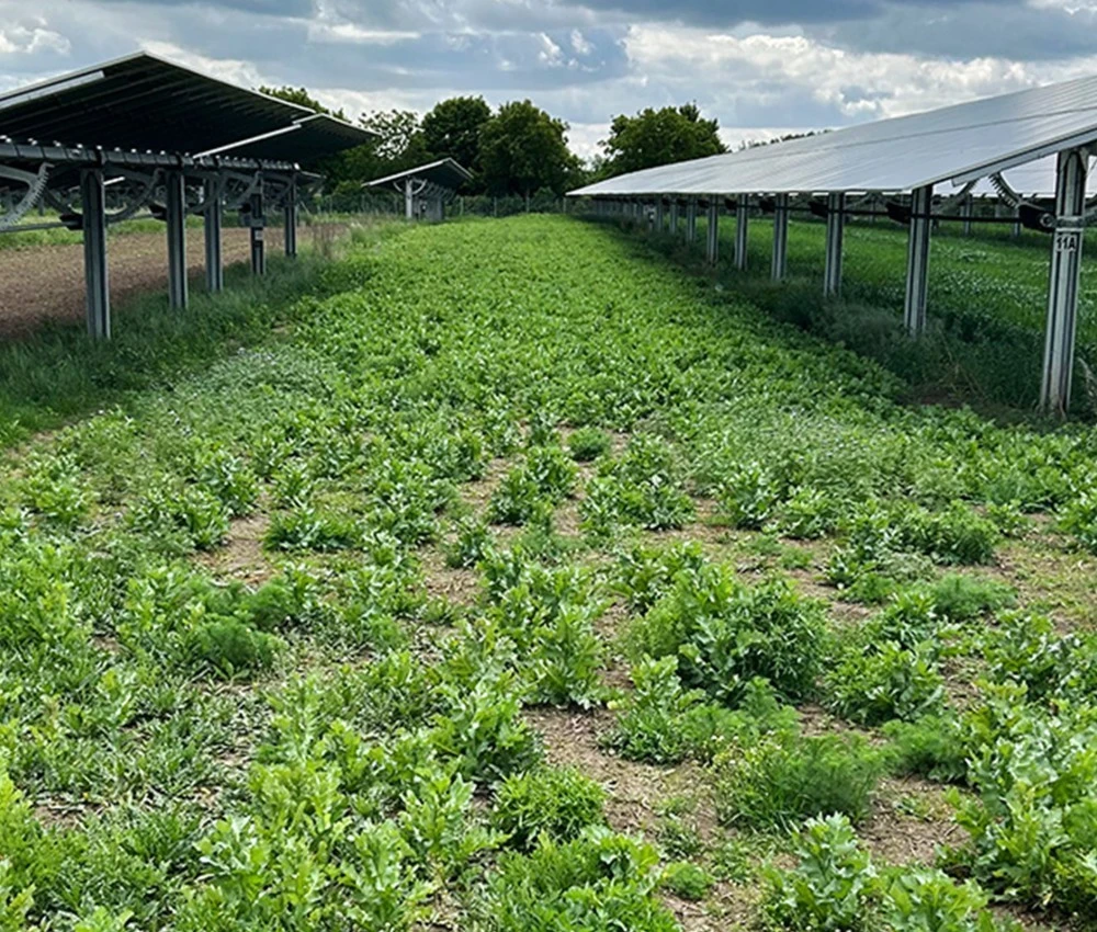 Das Kleinklima zwischen den Sonnenfängern begünstigt eine dichtes homogenes Pflanzenwachstum.