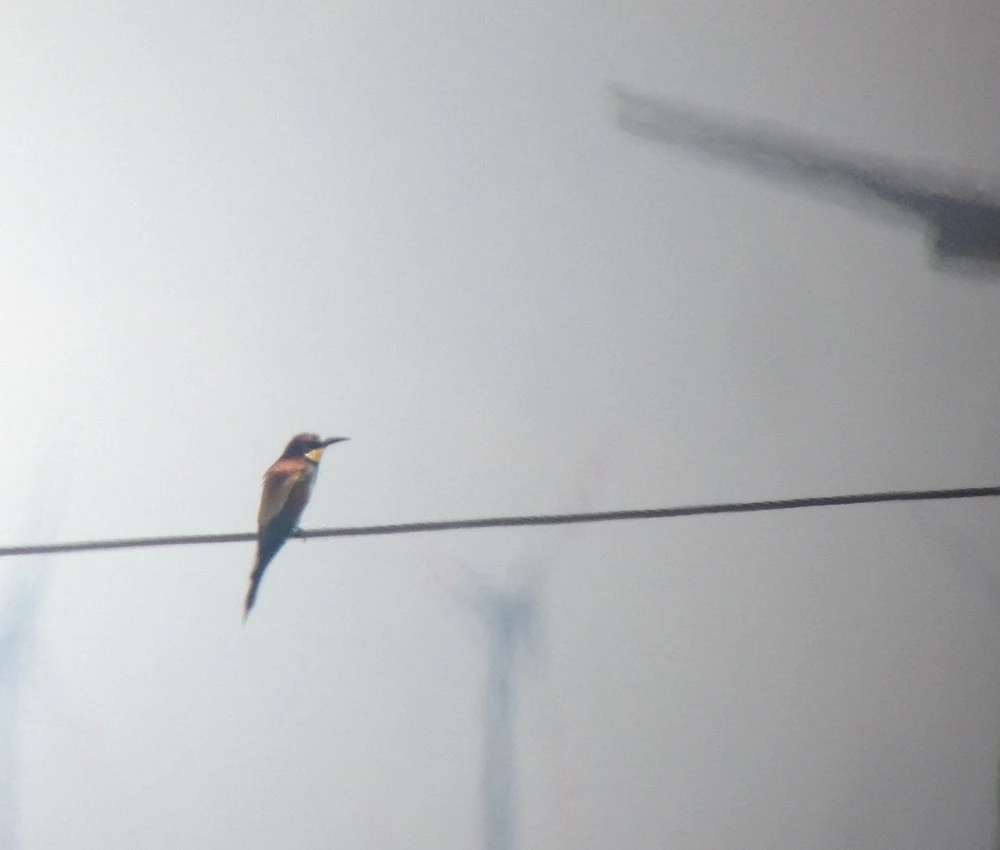 Vogel und Windrad