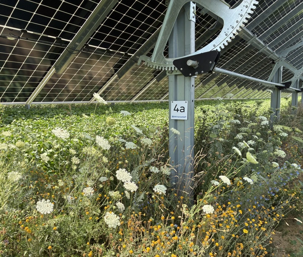 Blühstreifen am EWS Sonnenfeld Pischelsdorf am Engelbach, Sommer 2026 Blühstreifen am EWS Sonnenfeld Pischelsdorf am Engelbach, Sommer 2026